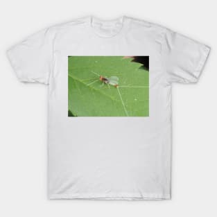 Macro photo of adult Diphetor hageni mayfly T-Shirt